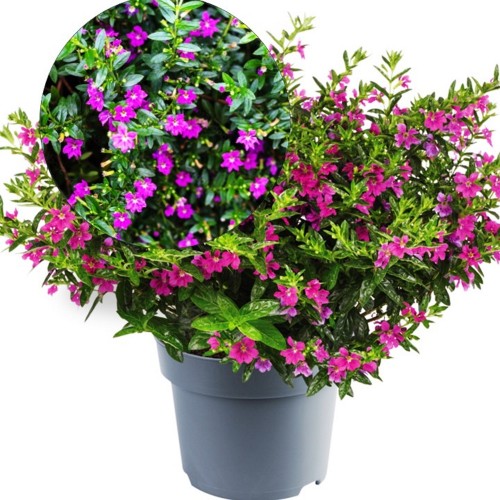 Cuphea hyssopifolia 'Myrto Purple' - Iisopilehine sigaretilill 'Myrto Purple' P9/0,55L